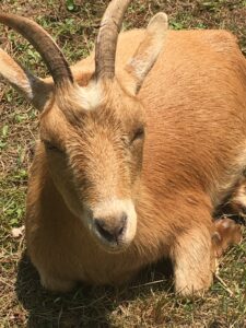 Ginny (Tonnie's sister!)